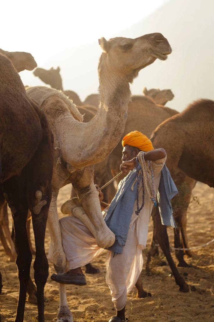 Camel Safari
