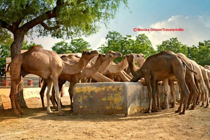 National Research Centre on Camel