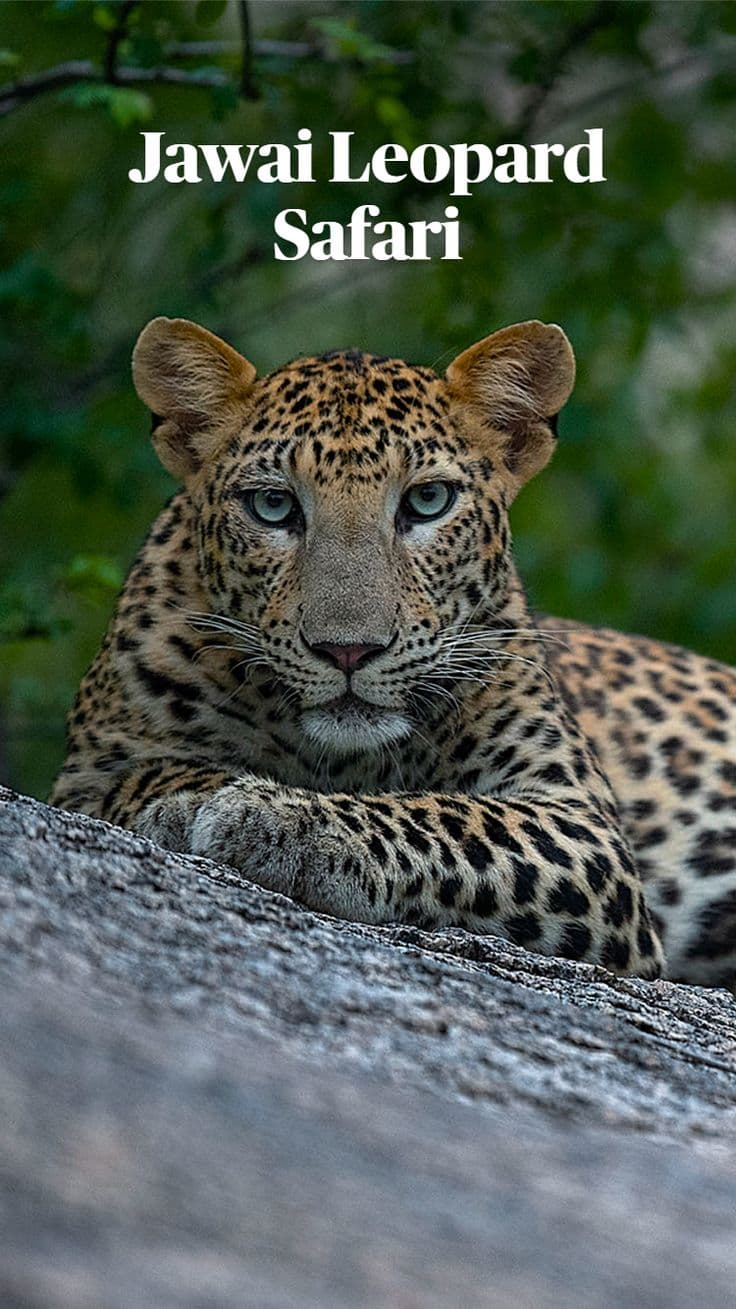 Jawai Leopard Safari